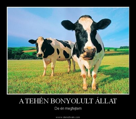 A tehén bonyolult állat....