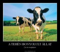 A tehén bonyolult állat....